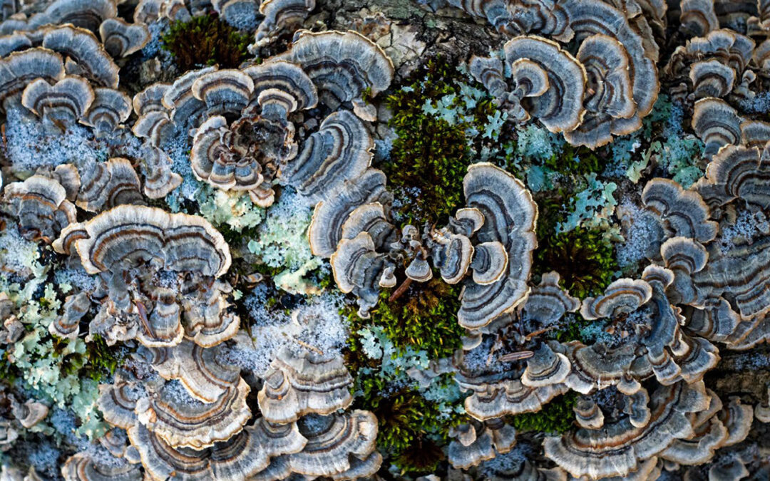 THE FASCINATING WORLD OF FUNGI