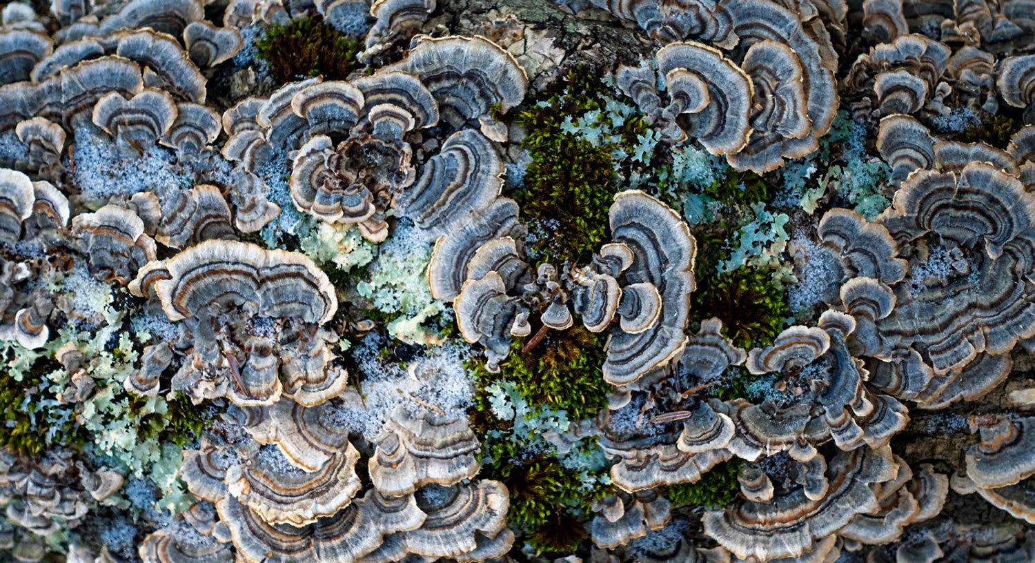 THE FASCINATING WORLD OF FUNGI