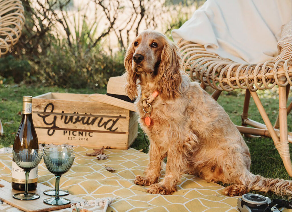 PAWSOME PLACES