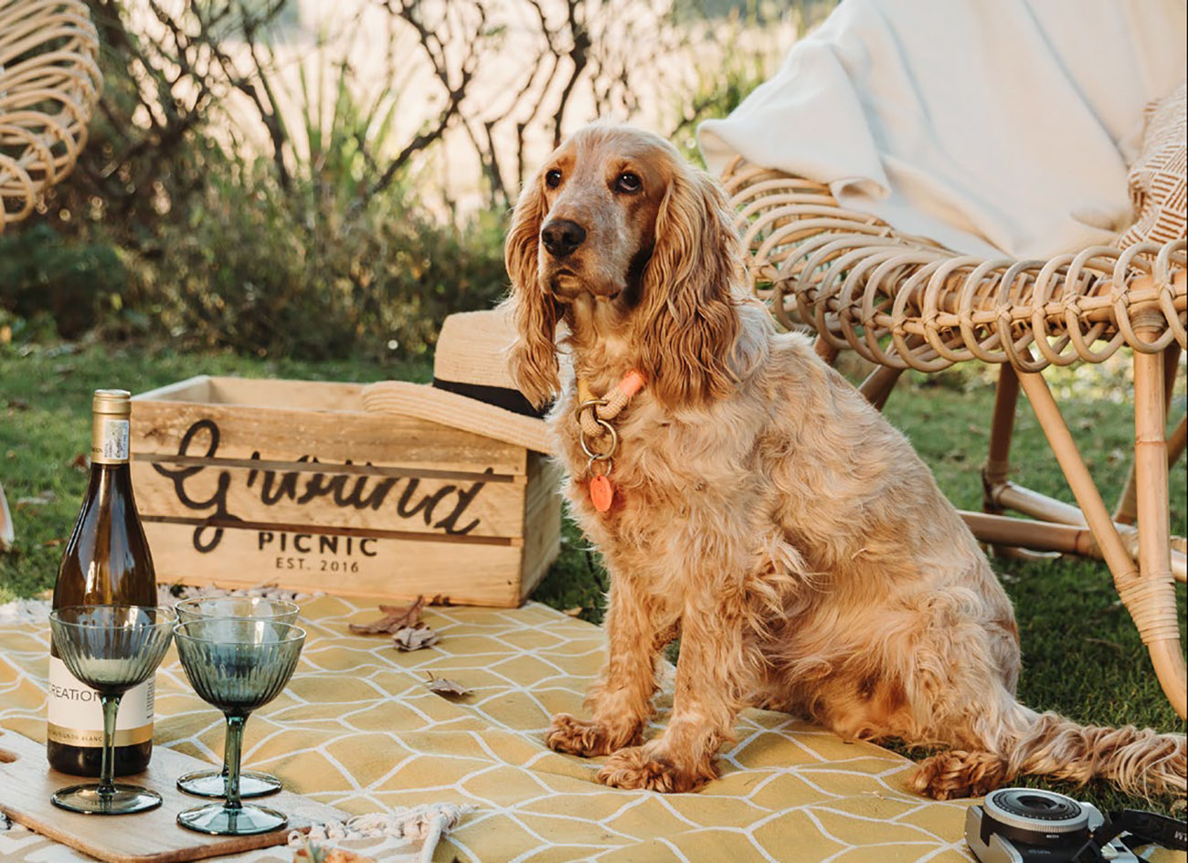 PAWSOME PLACES