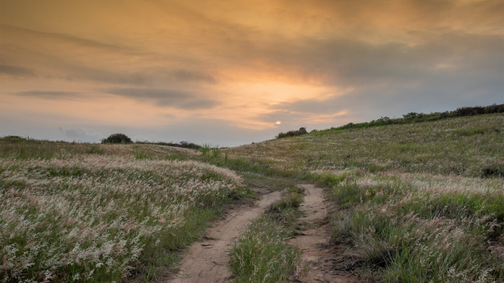 Developing a greener future through Biodiversity
