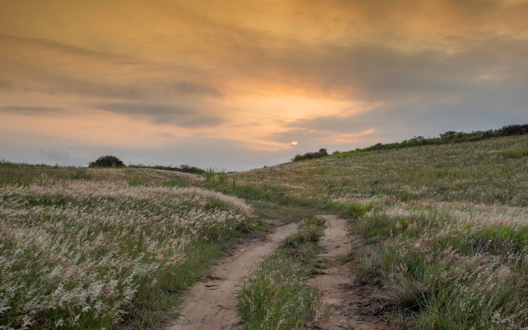 Developing a greener future through Biodiversity