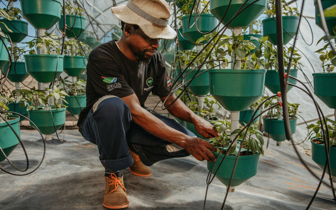 Empowering a sustainable future through hydroponic technology