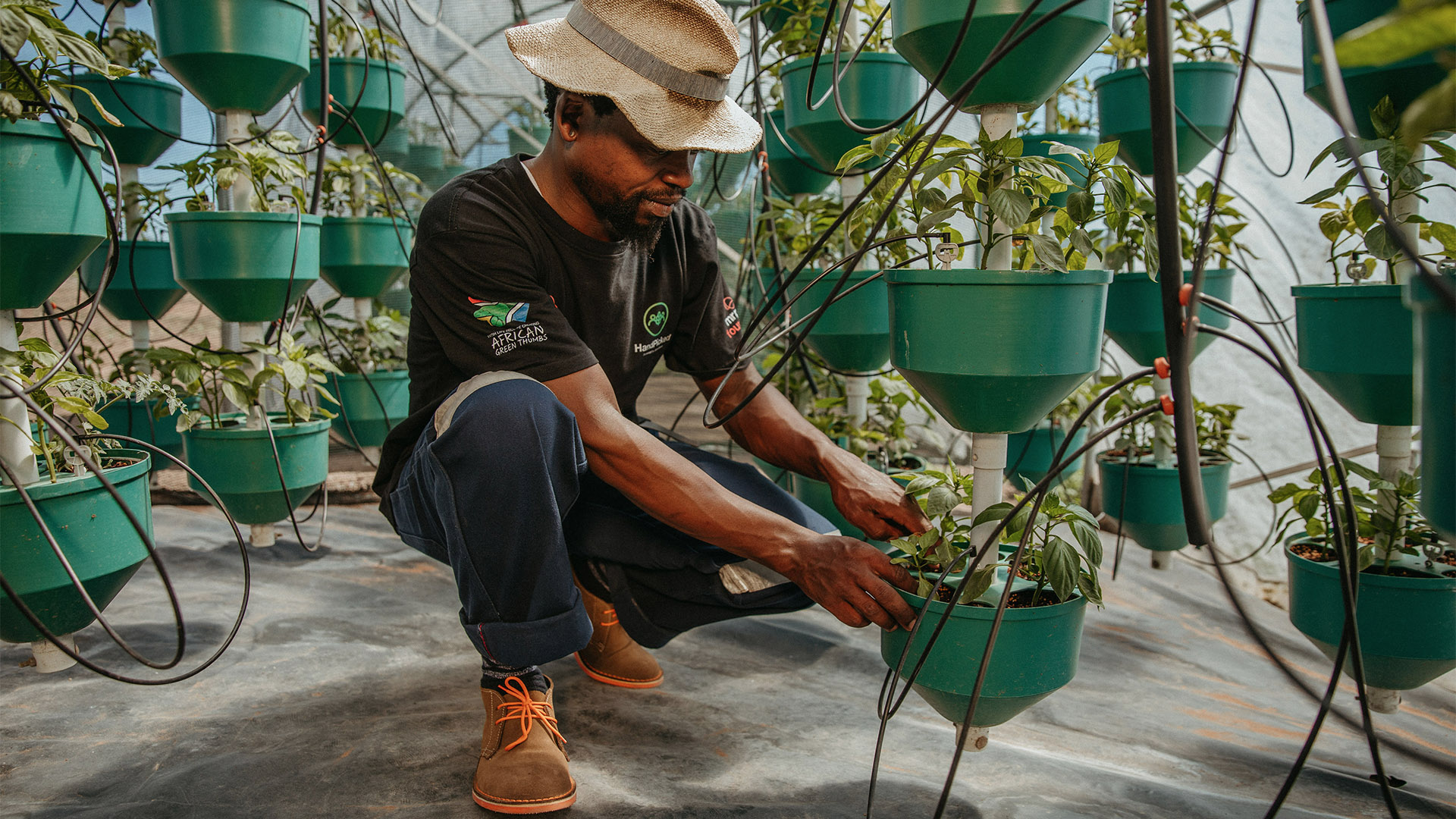 Empowering a sustainable future through hydroponic technology