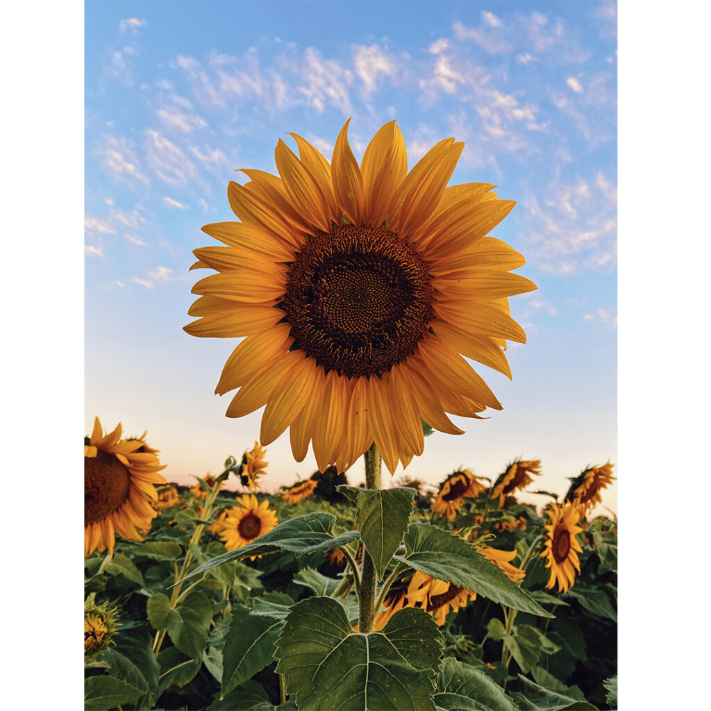 The 16th Sunflower Sky HikeSunday