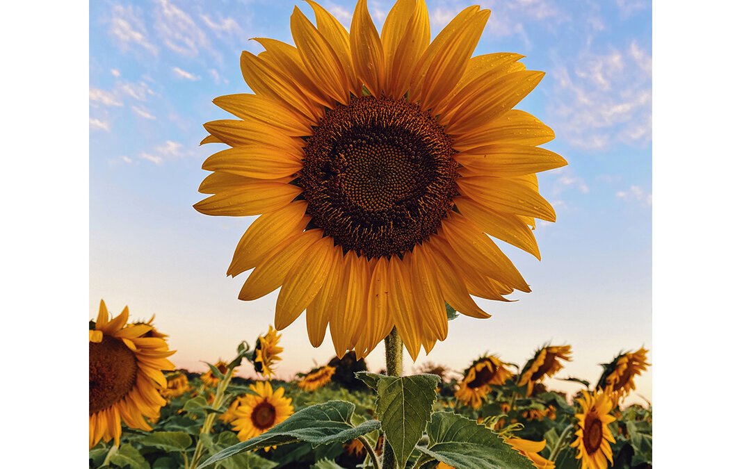 The 16th Sunflower Sky HikeSunday
