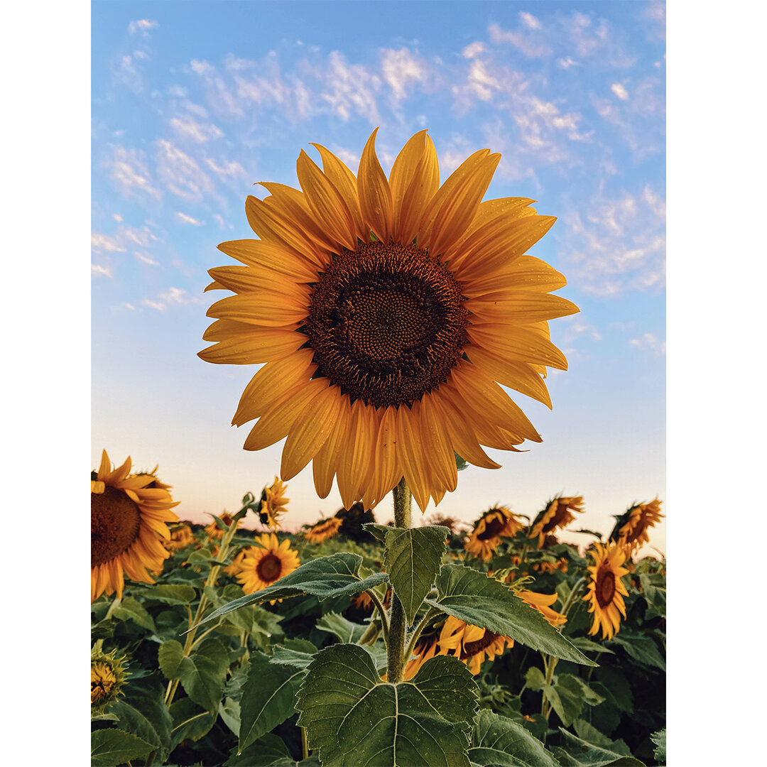 The 16th Sunflower Sky HikeSunday