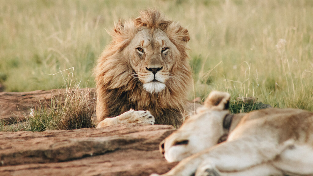 Nature’s calling: Explore thrilling Game Reserves of Kwazulu-Natal