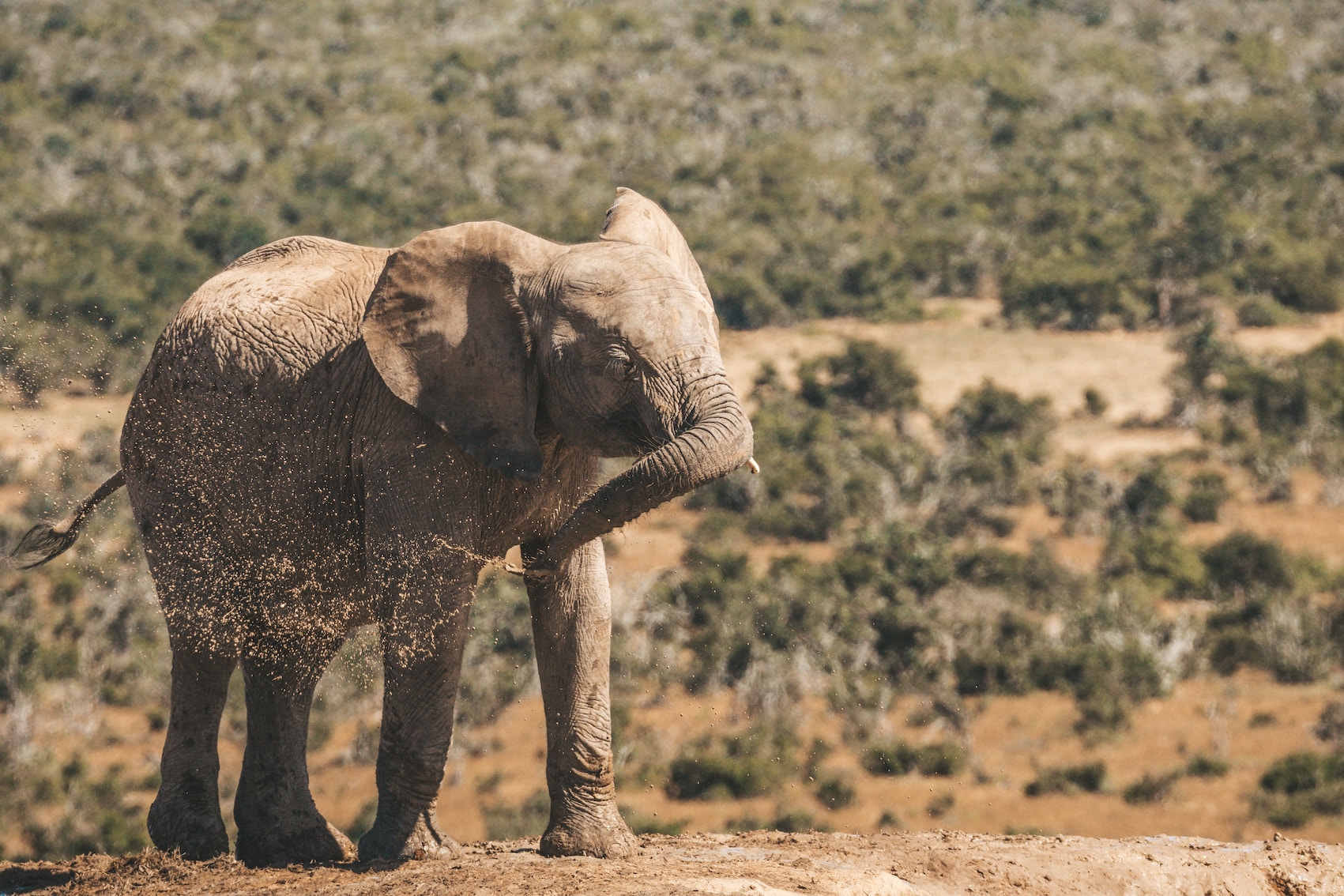 Unveiling the Wonders of Addo Elephant National Park: Wildlife, Game Drives, and More