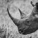 Thanda Safari’s cutting-edge AI Tech Rhino Conservation