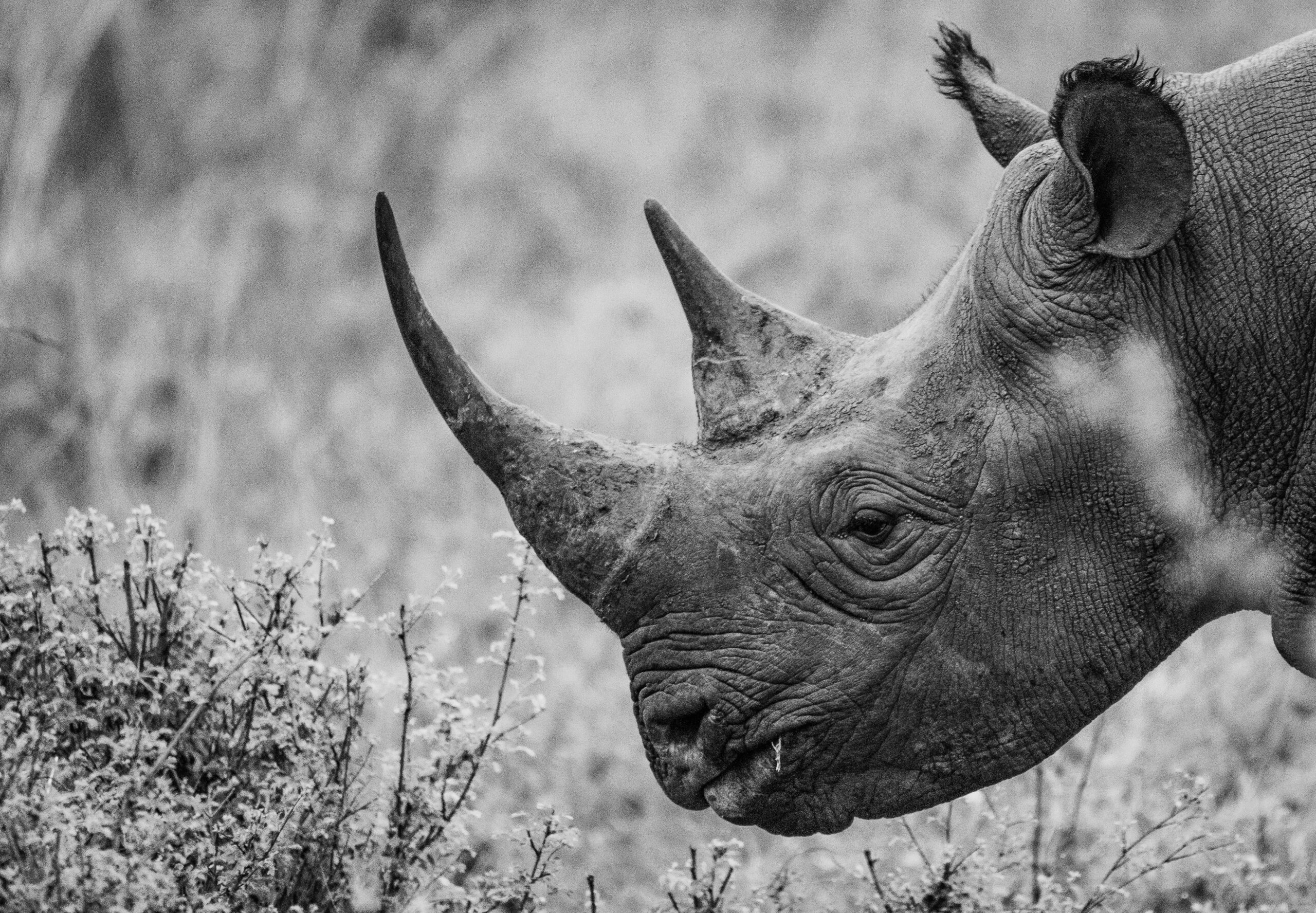 Thanda Safari’s cutting-edge AI Tech Rhino Conservation