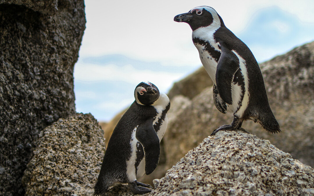 Worldwide Waddle for Penguins