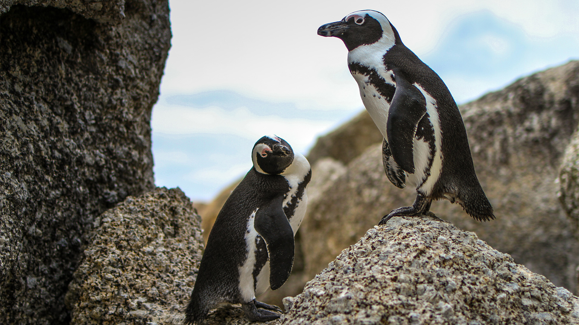 Worldwide Waddle for Penguins