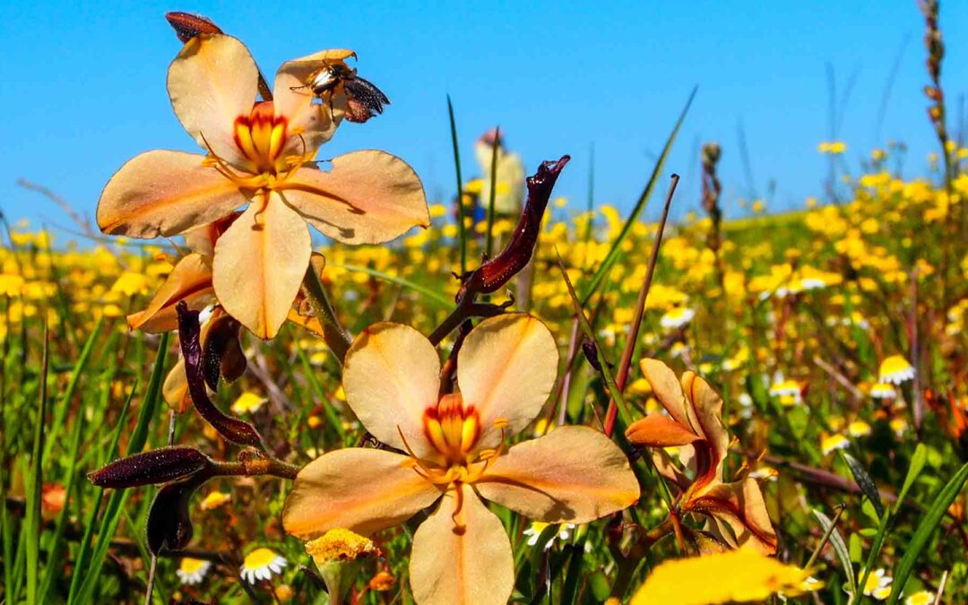 Don’t miss this blooming escapade!
