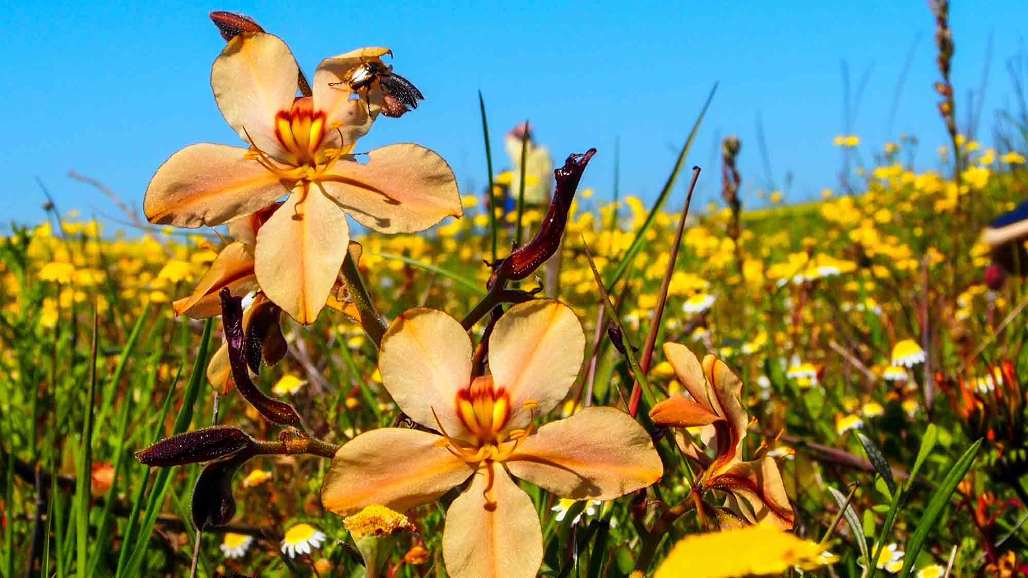 Don’t miss this blooming escapade!