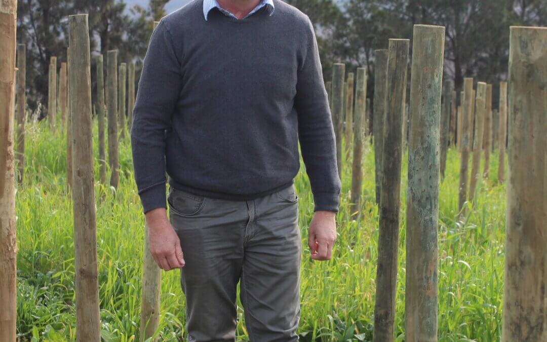 New Cabernet Sauvignon plantings and trellis system