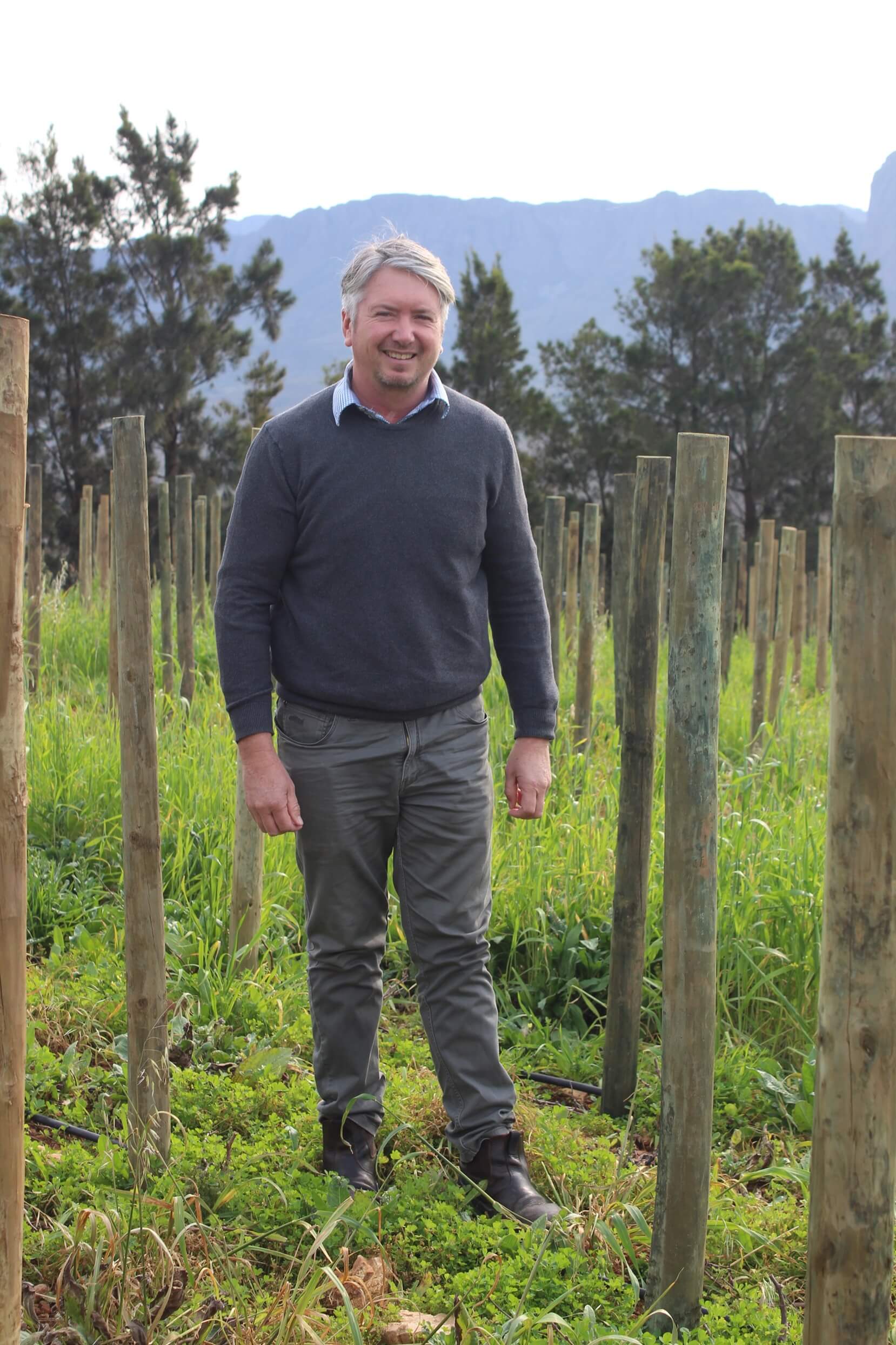 New Cabernet Sauvignon plantings and trellis system