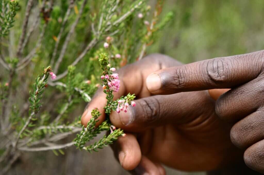 Savour a slice of paradise at Grootbos Nature Reserve