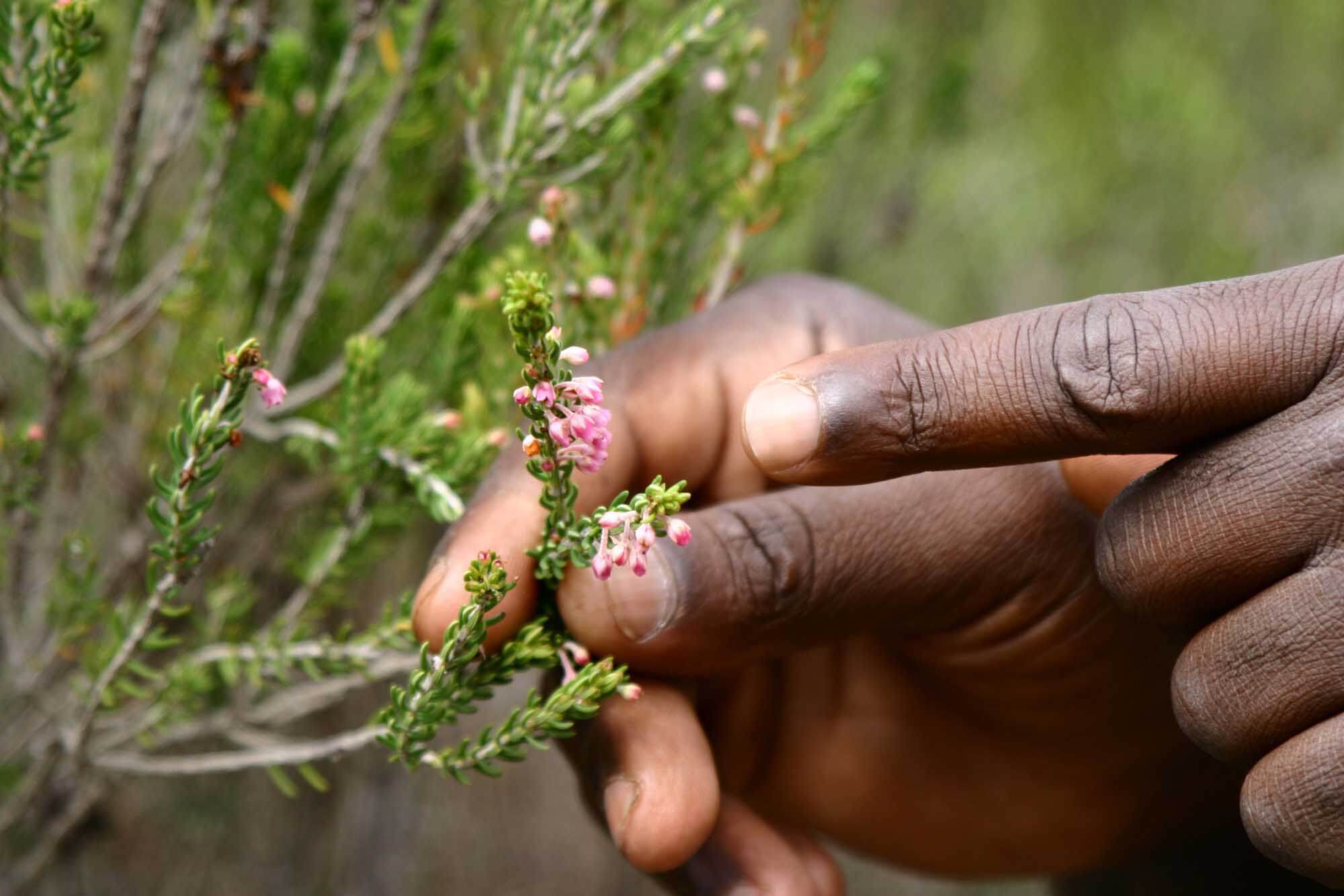 Savour a slice of paradise at Grootbos Nature Reserve