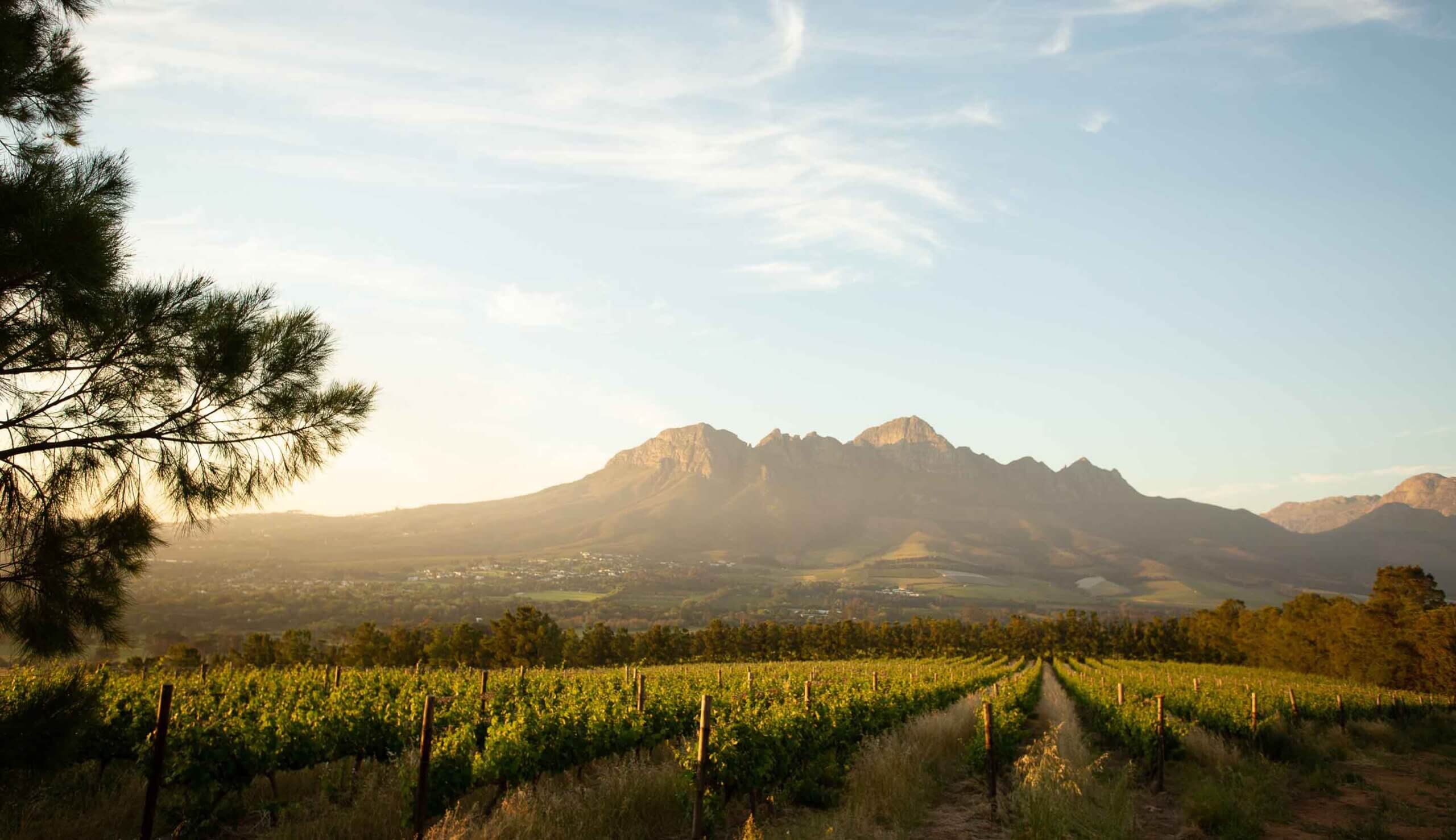 Savour the season with a Vergelegen Wine Estate harvest feast