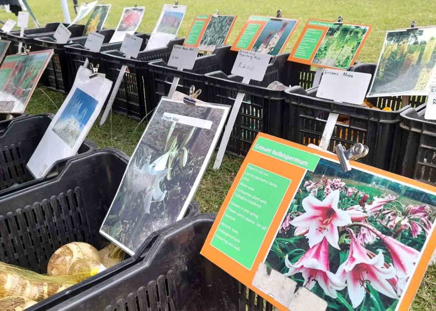 1000 Hills Tourism celebrates Winter Gardens in KZN