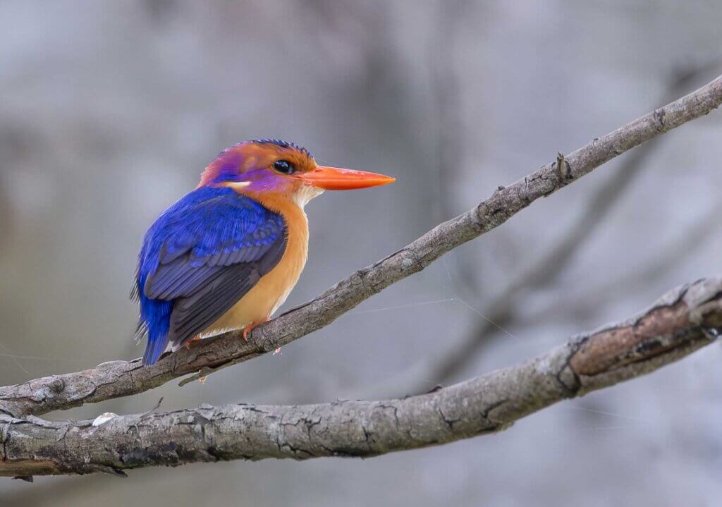 Simbithi’s green spaces to draw migrating birds this winter