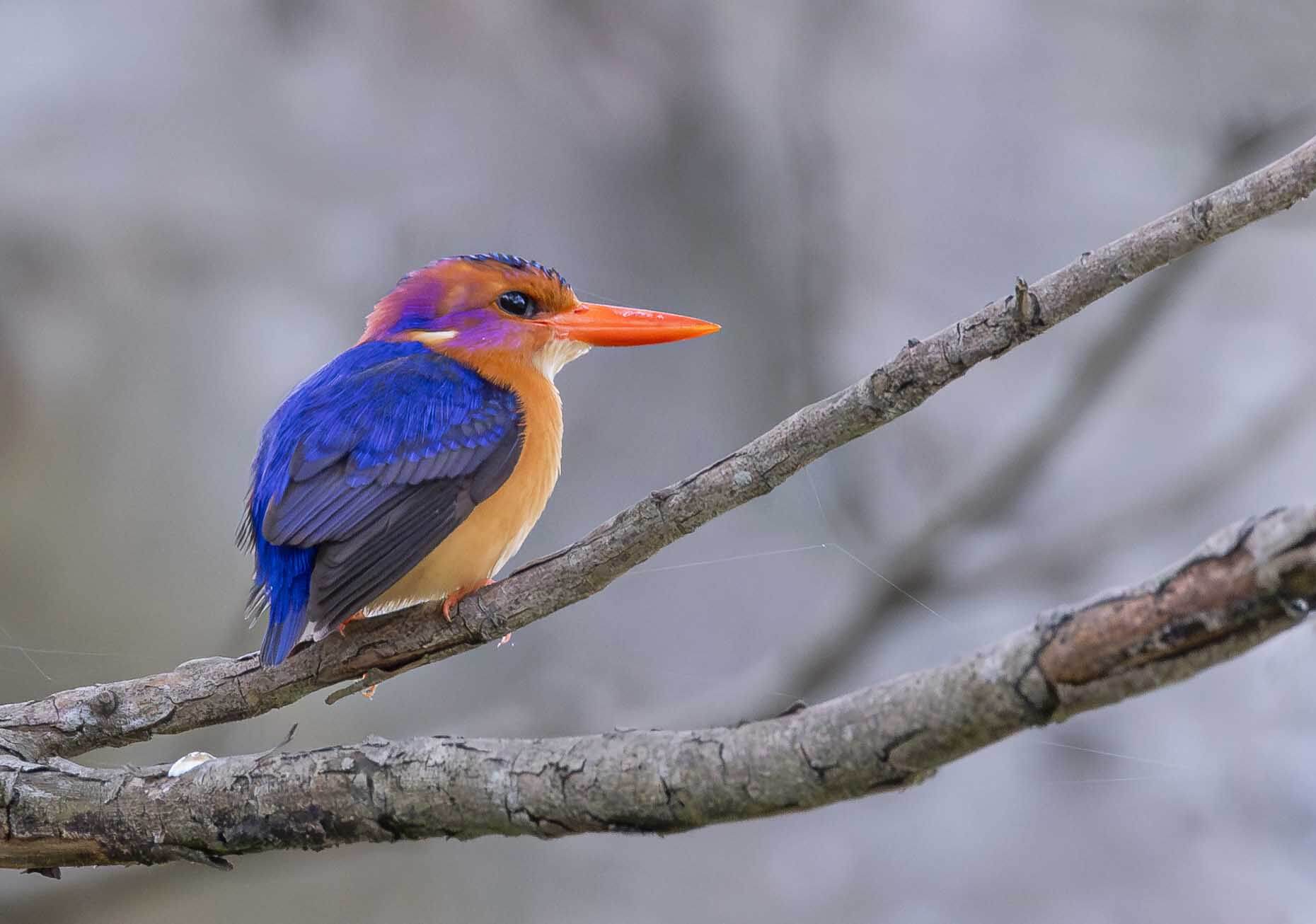 Simbithi’s green spaces to draw migrating birds this winter