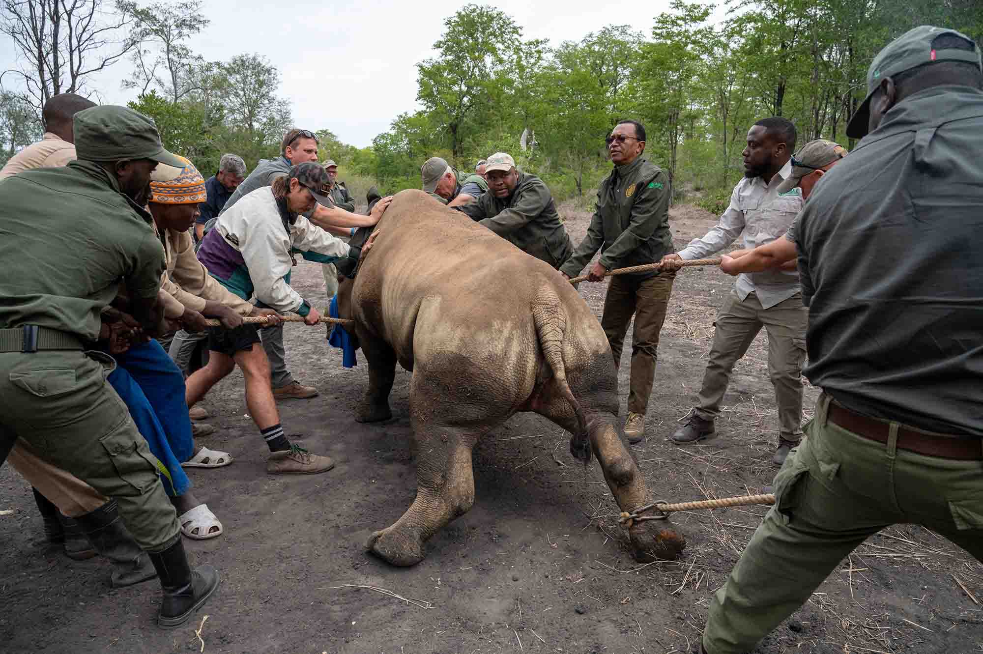 Black Rhino founder population returns to Mozambique