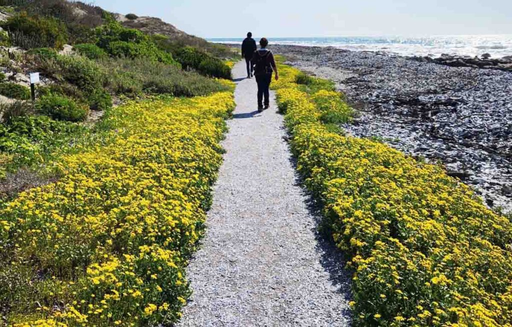 Celebrate Wildflower Season on the Cape Camino Route
