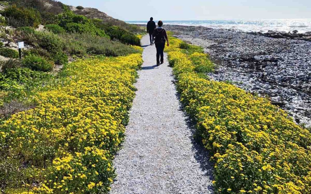 Celebrate Wildflower Season on the Cape Camino Route