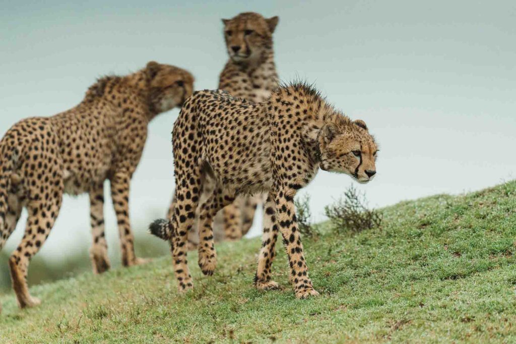 Cheetah conservation breakthrough in the Eastern Cape