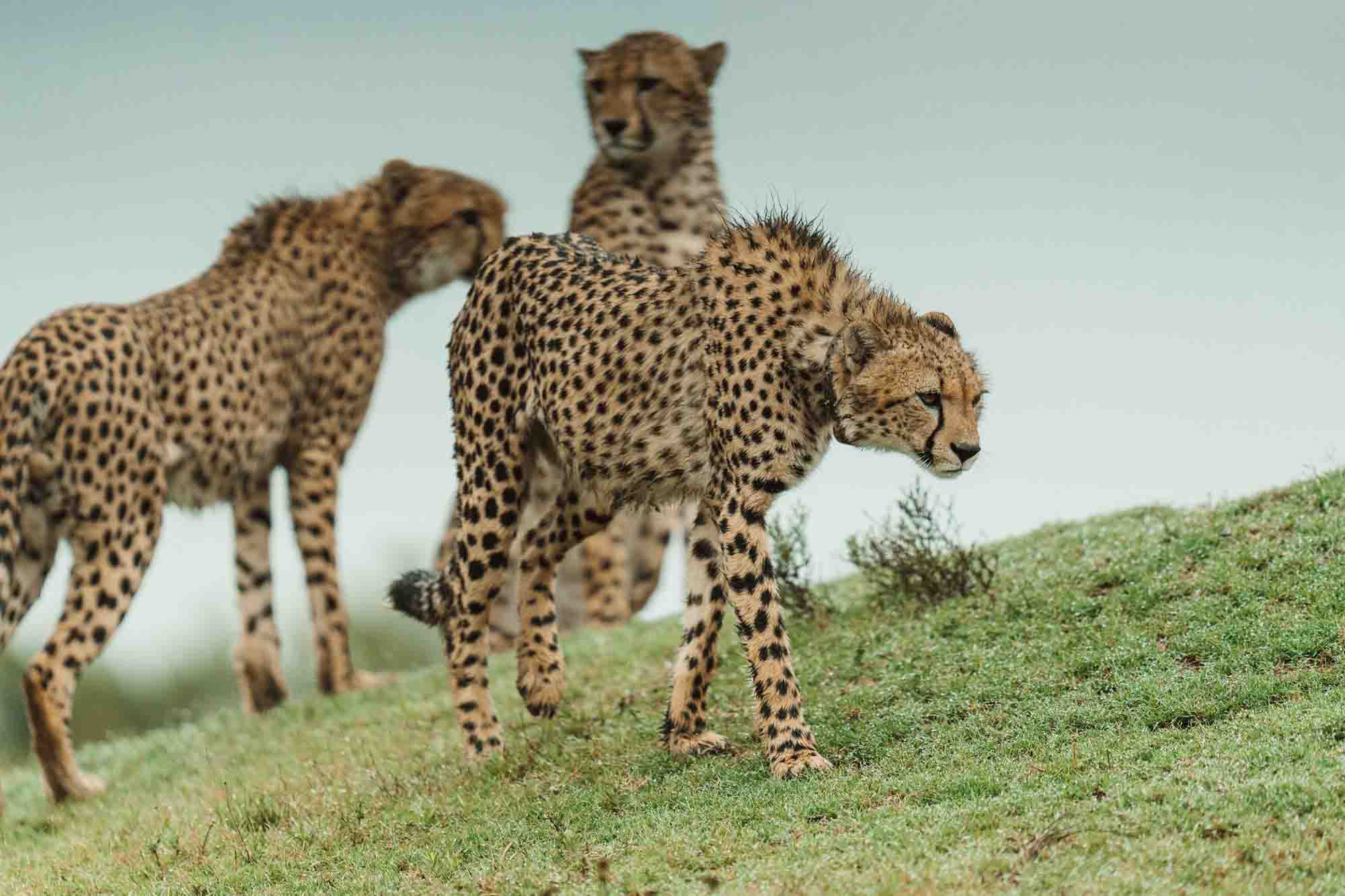 Cheetah conservation breakthrough in the Eastern Cape