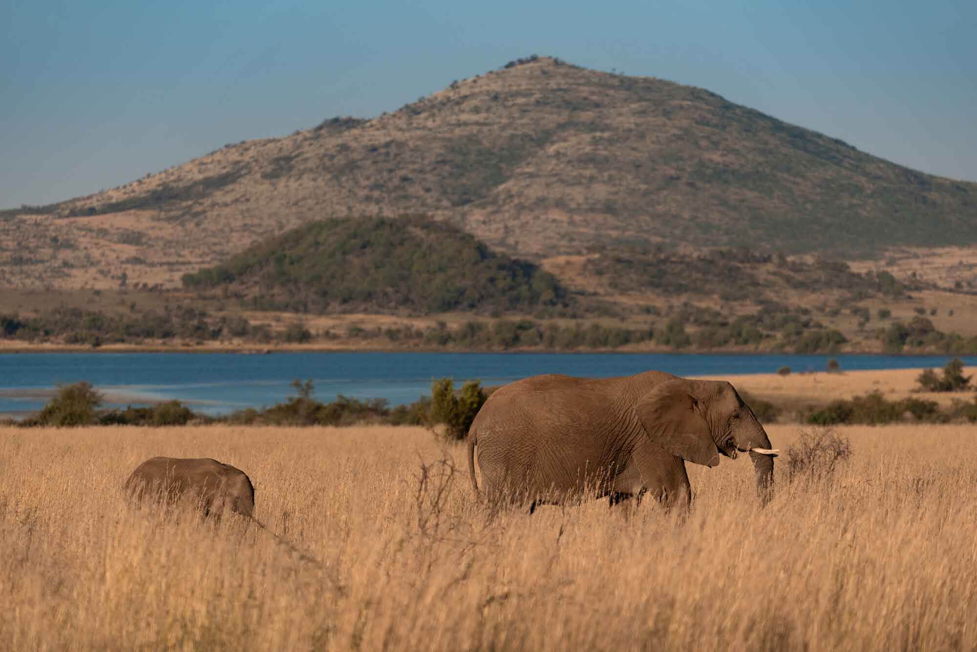 From wildlife to real life: Pilanesberg opens the door