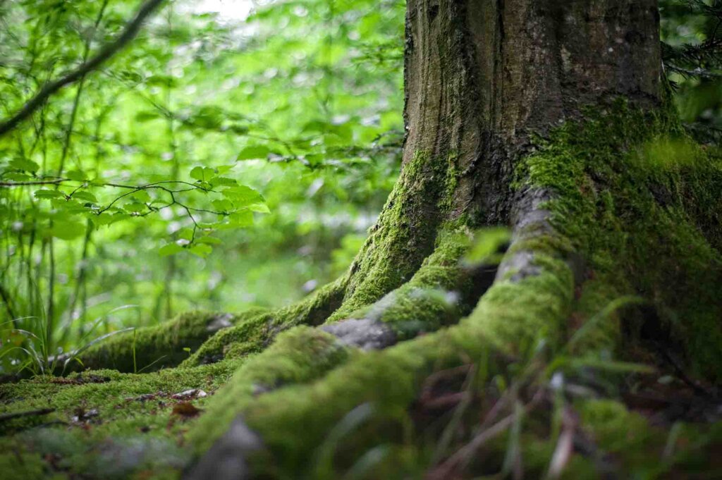Nature’s nightcap – Why city escapes improve sleep