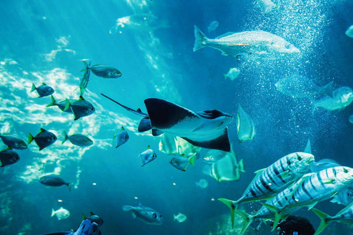 After Dark musos appear at the Two Oceans Aquarium