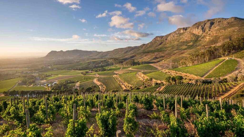 A Quiet Conversation with the Land – Klein Constantia | Constantia, Cape Town