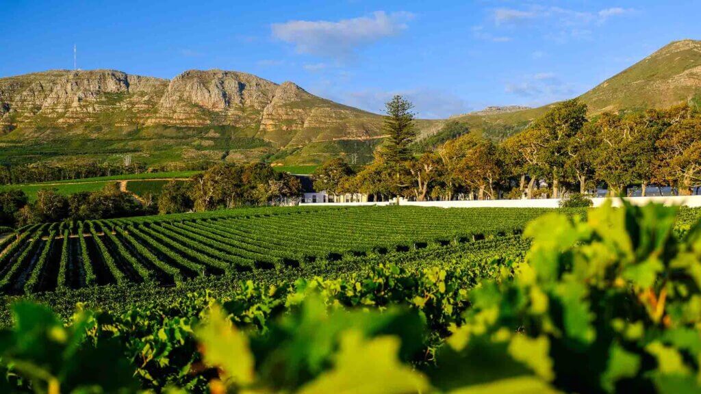 Constantia: Where History Grows on Vines and Weekends Start with a Walk