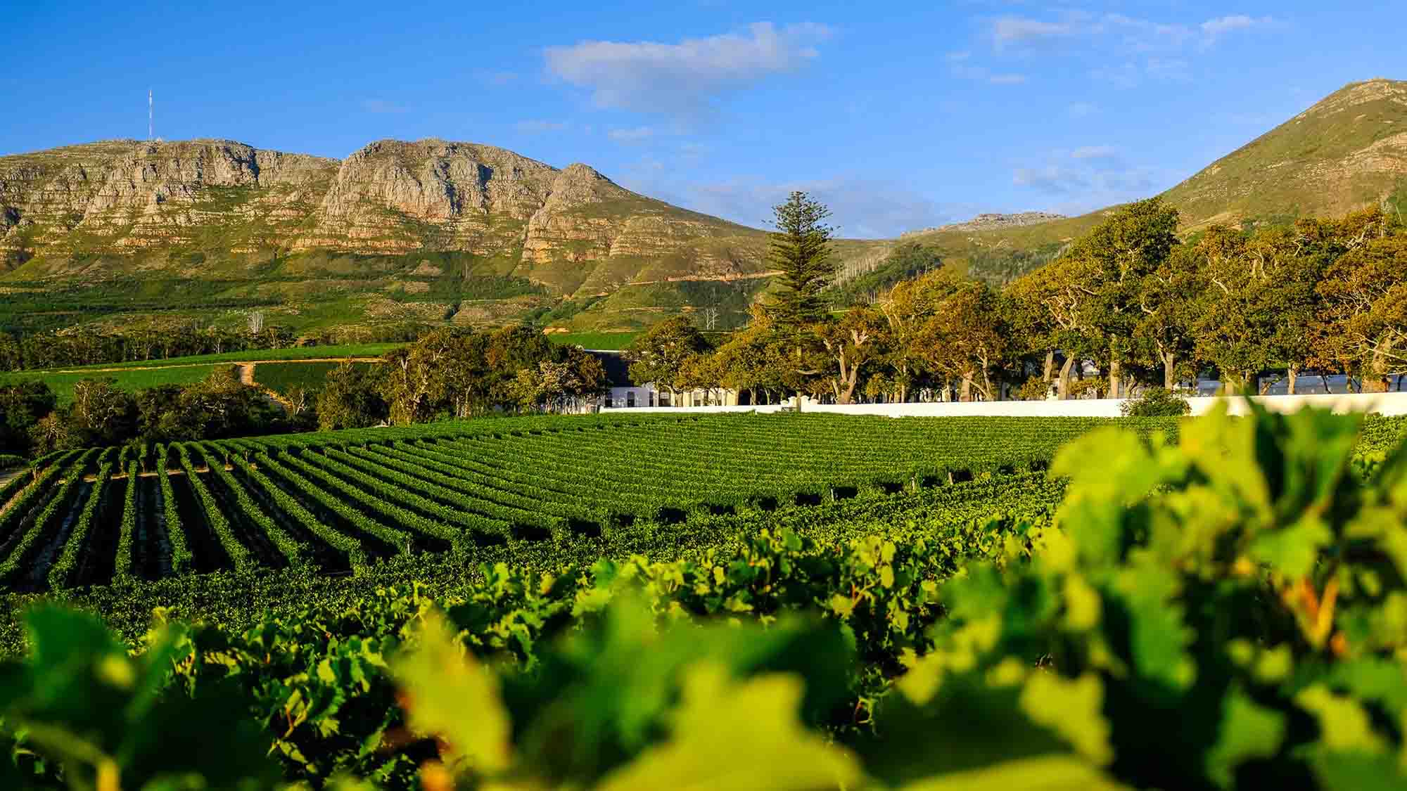 Constantia: Where History Grows on Vines and Weekends Start with a Walk