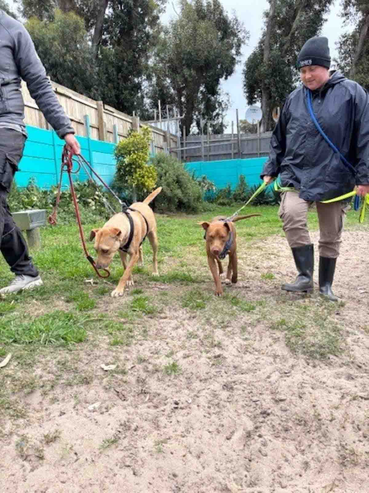 How to introduce a rescue dog to your family walking