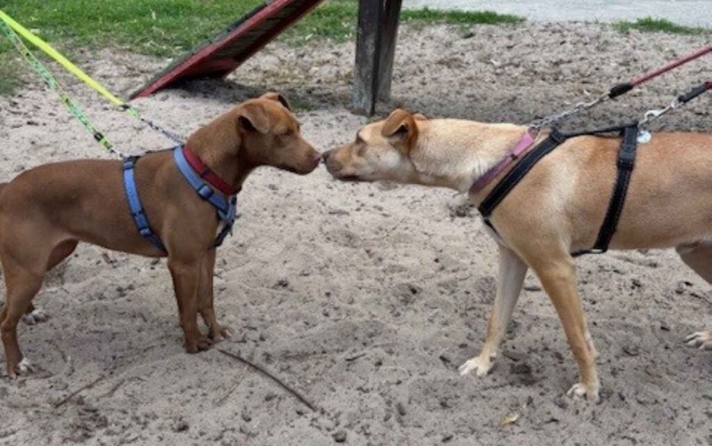 Tips on how to introduce a rescue dog to your family – TEARS