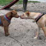 Tips on how to introduce a rescue dog to your family – TEARS