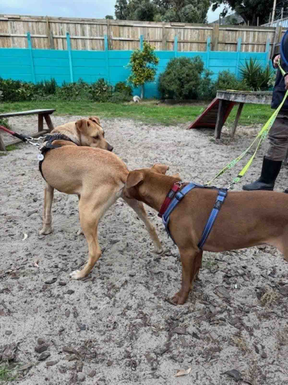 TEARS Animal Rescue dog introduction tips