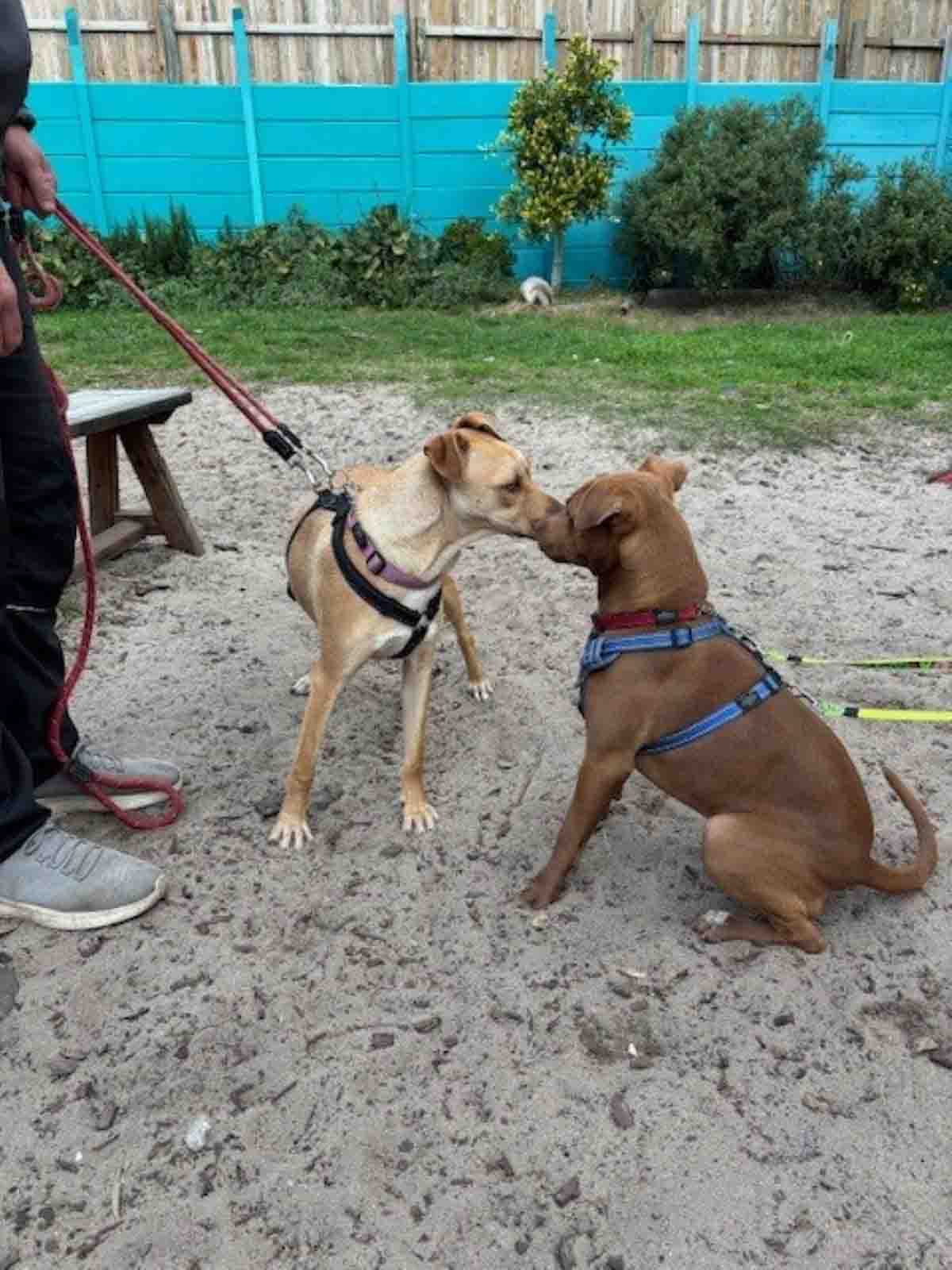 TEARS Animal Rescue dog introduction tips
