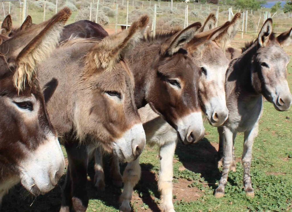 The Sounds of Spring benefits donkeys and people