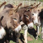 The Sounds of Spring benefits donkeys and people
