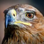 View Rosie the Tawny Eagle at Dullstroom Bird of Prey Centre, or New World Wealth’s top lodges in Africa