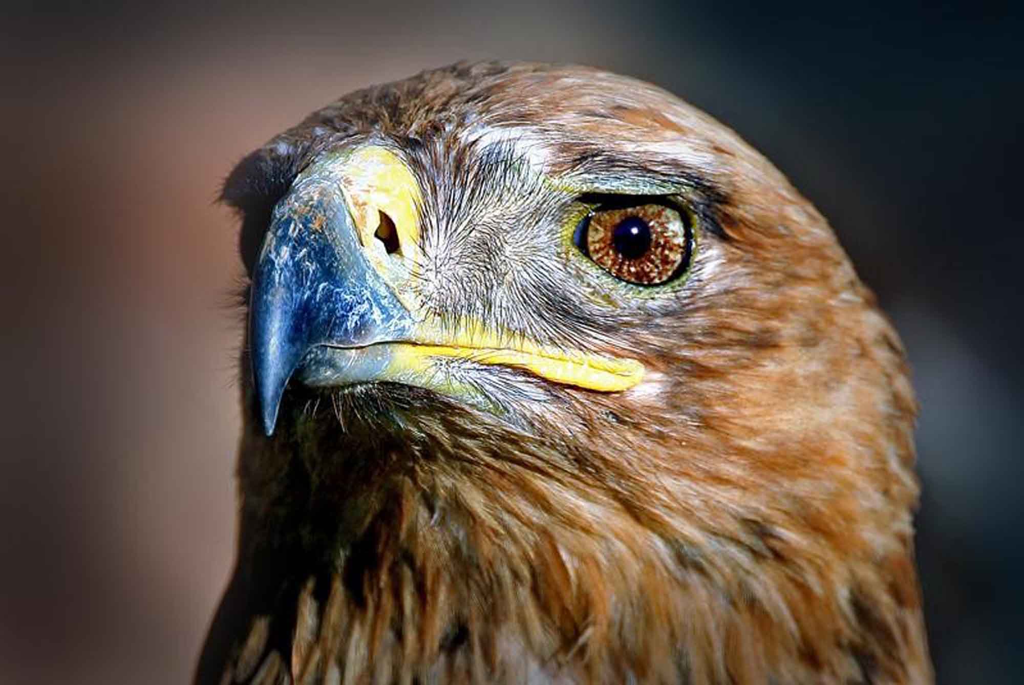 View Rosie the Tawny Eagle at Dullstroom Bird of Prey Centre, or New World Wealth’s top lodges in Africa