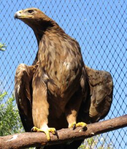 Tawny Eagle Rosie at Dullstroom Bird of Prey Centre.
