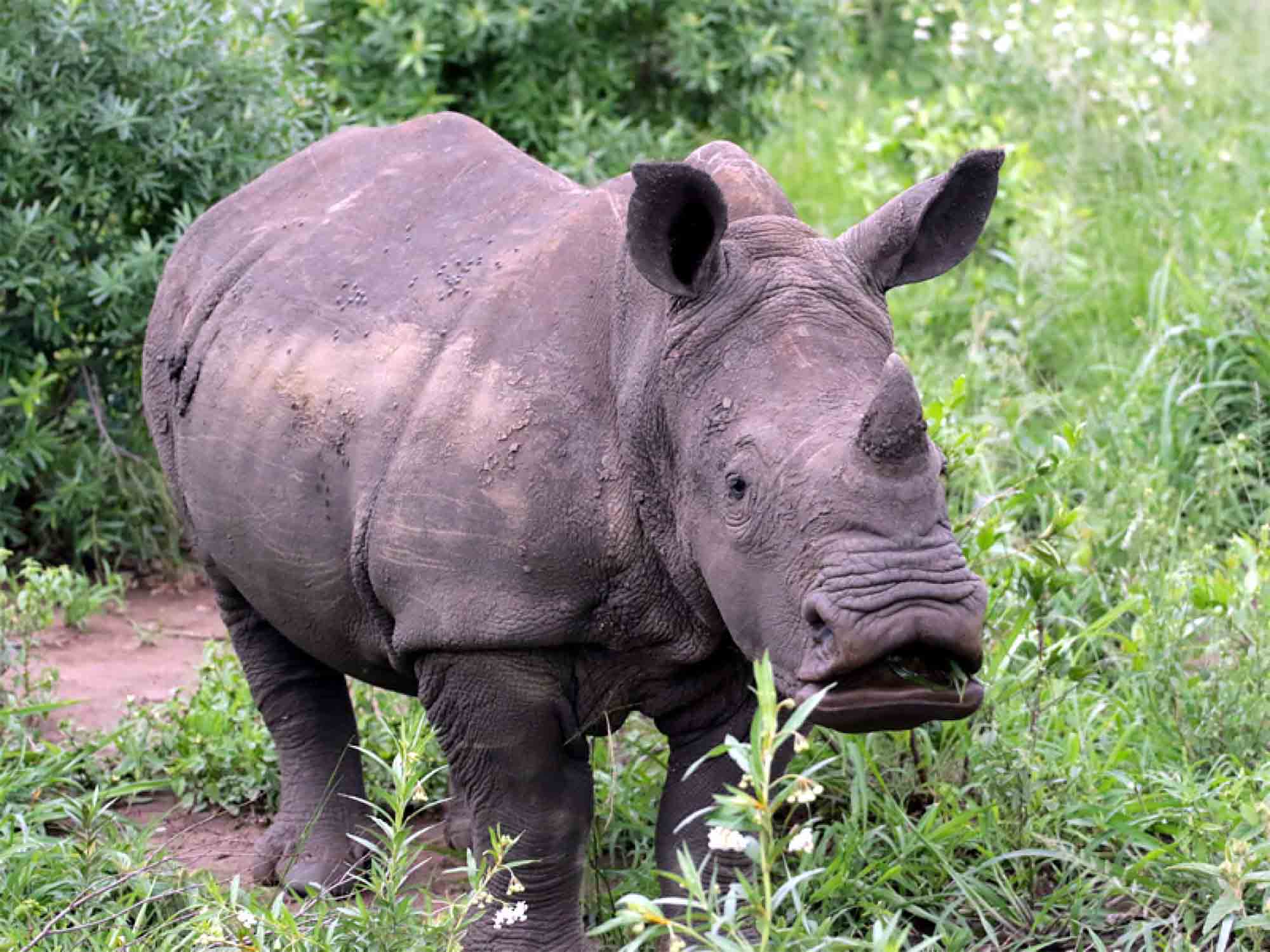 Weenen Nature Reserve offers a peaceful escape for tourists seeking a true wilderness experience