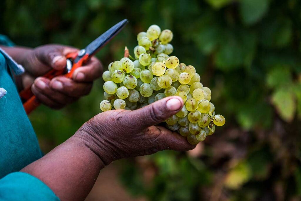 Chenin Blanc: From workhorse to the world stage